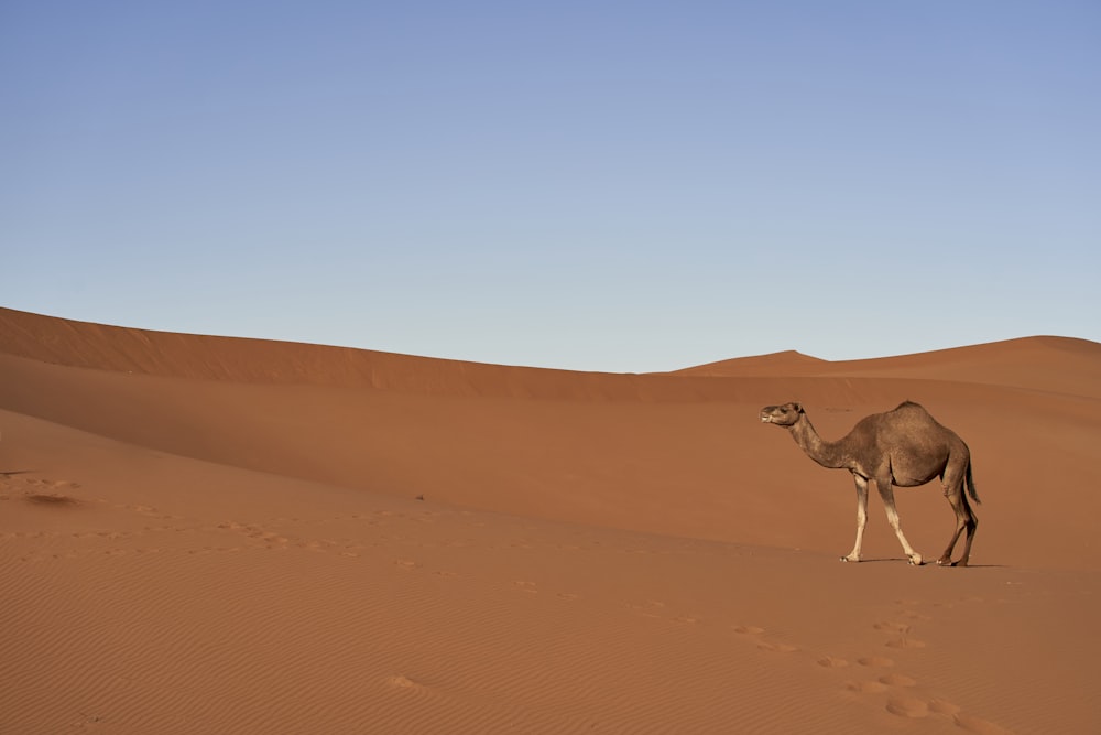landscape photography of a camel in the desert