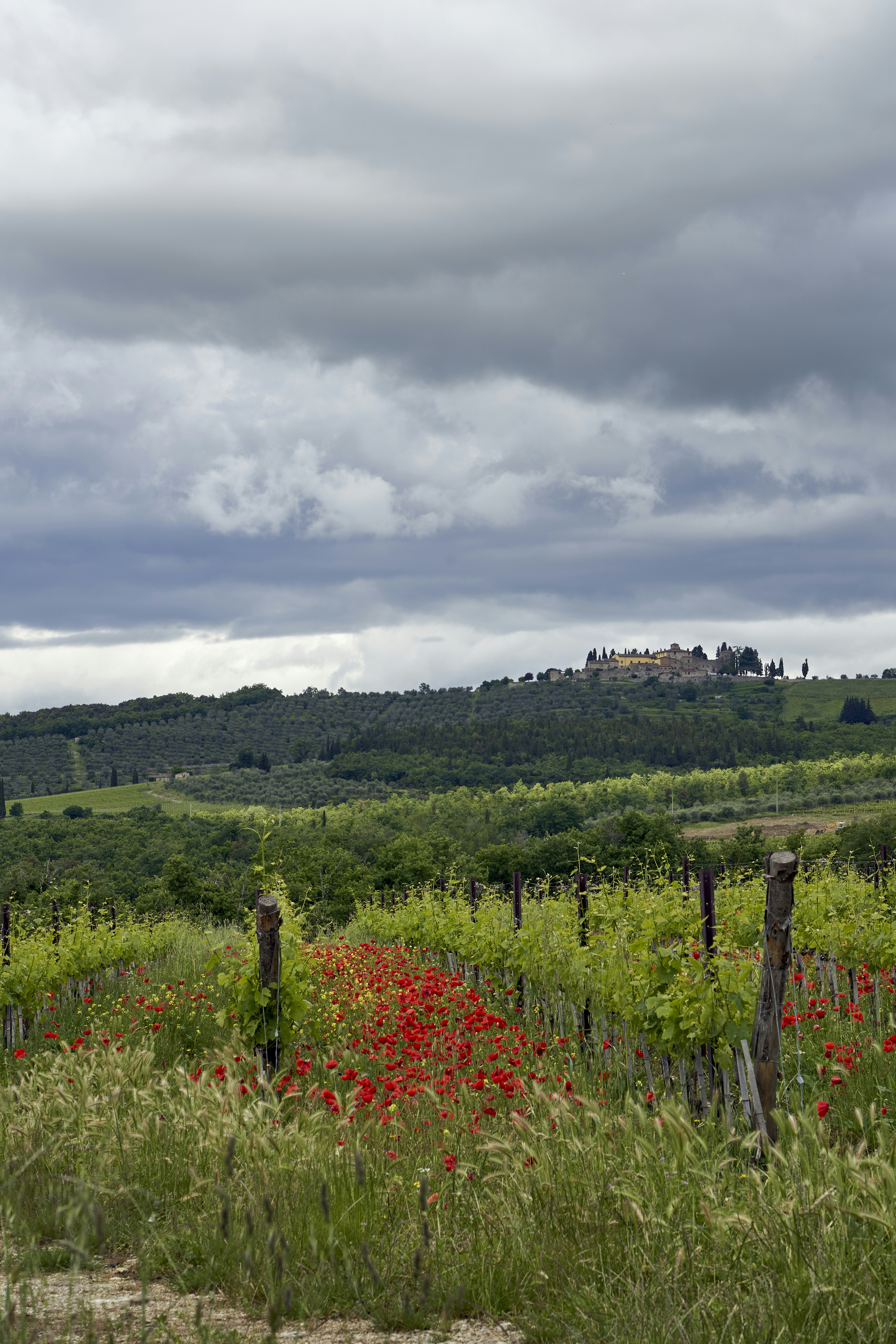 Photo by wolfgang_hasselmann