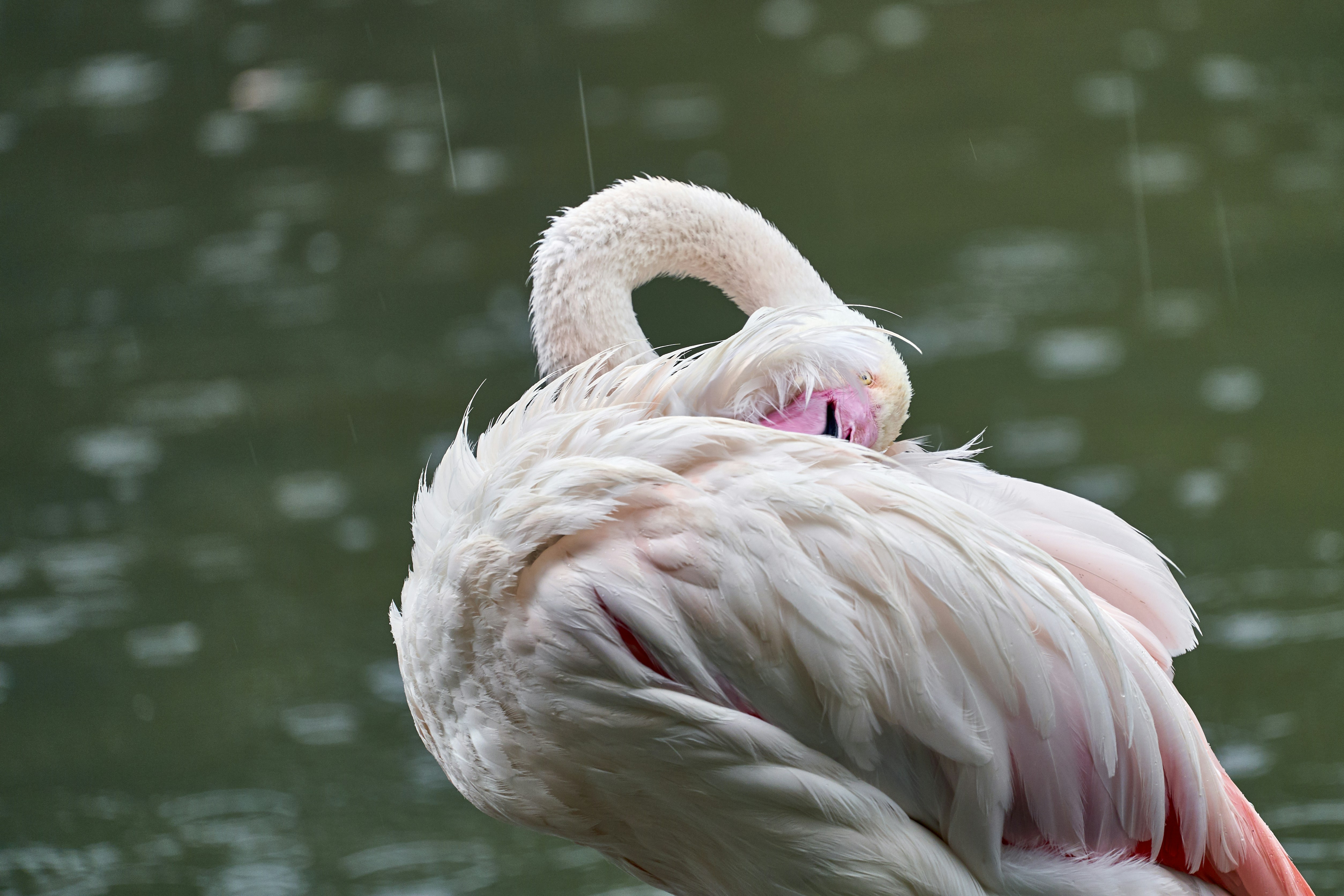 水域近くのピンクのフラミンゴ鳥のマクロ撮影の写真 Unsplashで見つけるグレーの無料写真