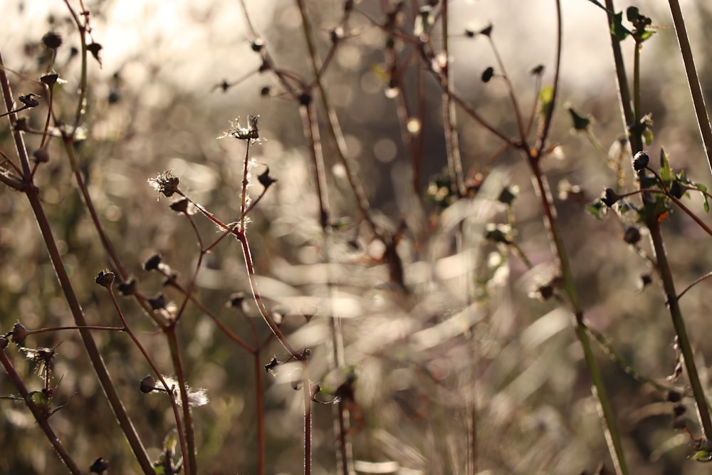 white petaled flowers