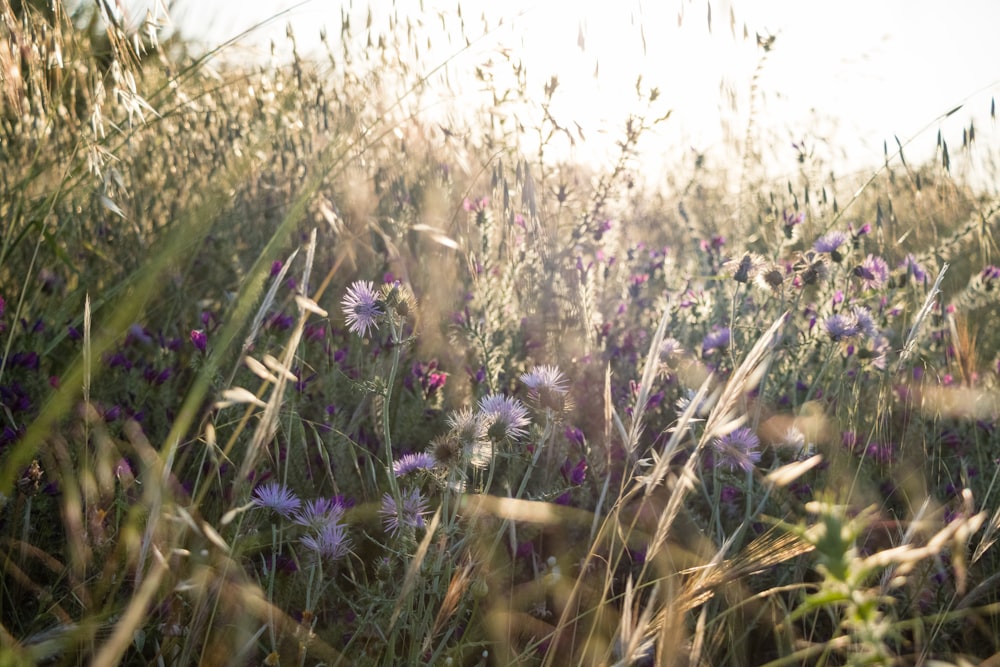 blue petaled flowers