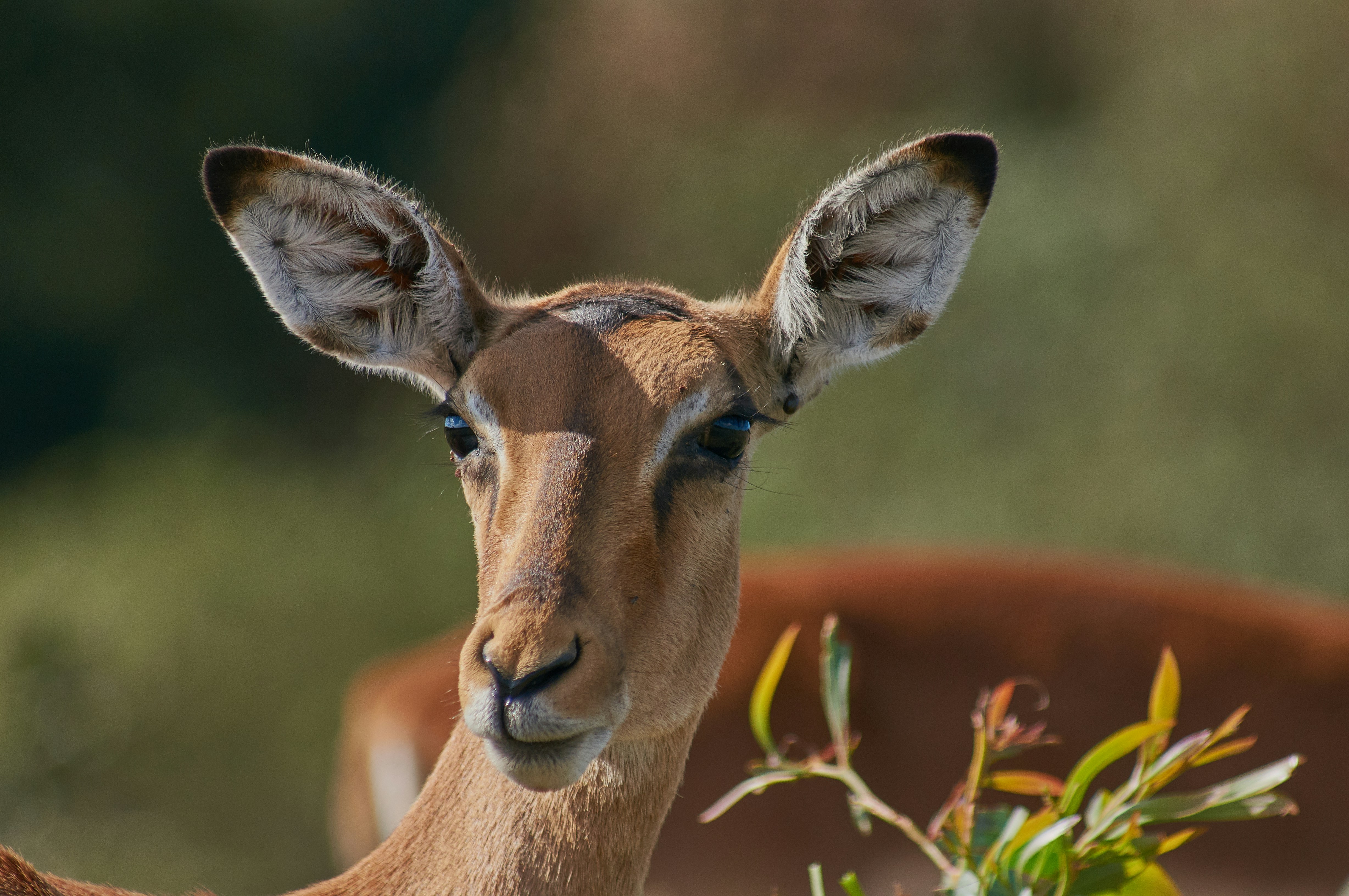 Photo by wolfgang_hasselmann