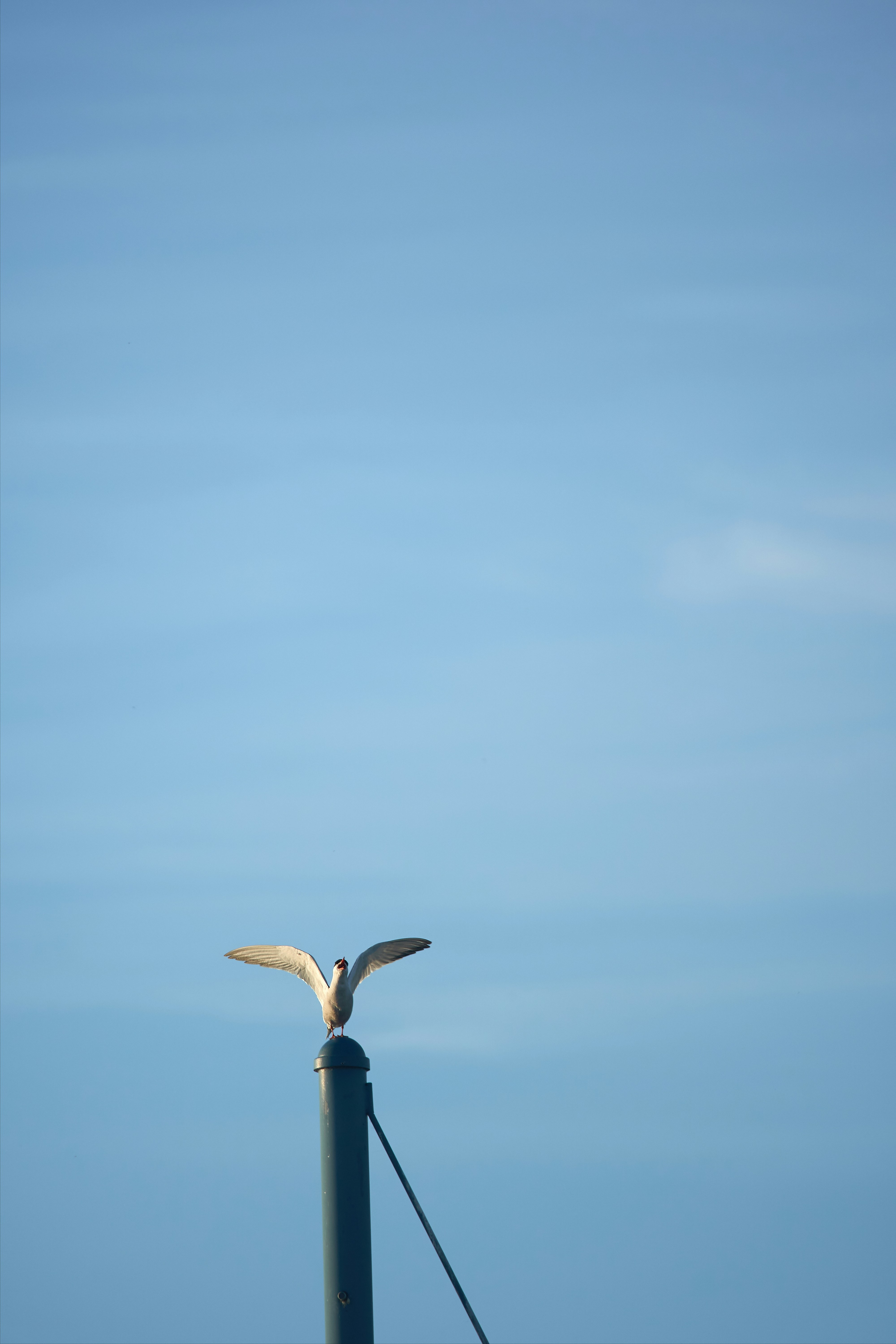 Photo by wolfgang_hasselmann