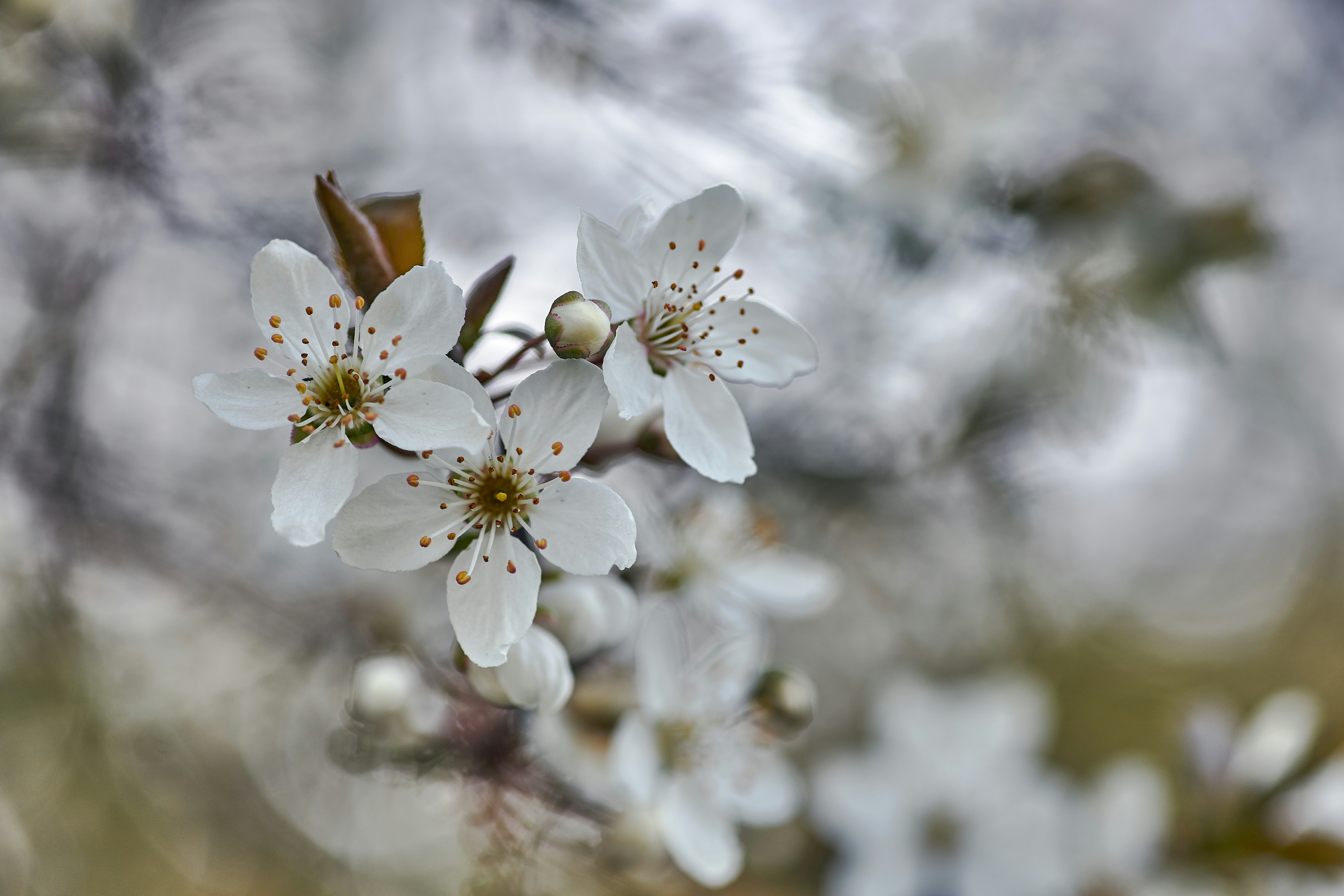 Photo by wolfgang_hasselmann