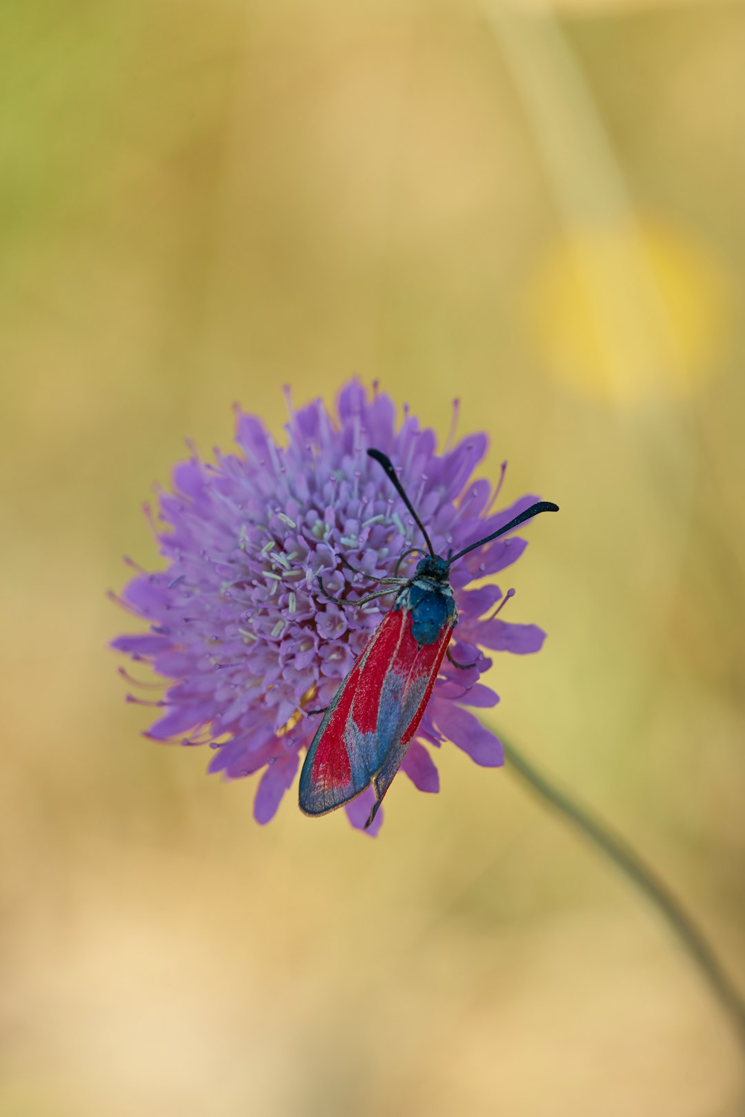 macro photography of red and blue insect on purple daisy flower