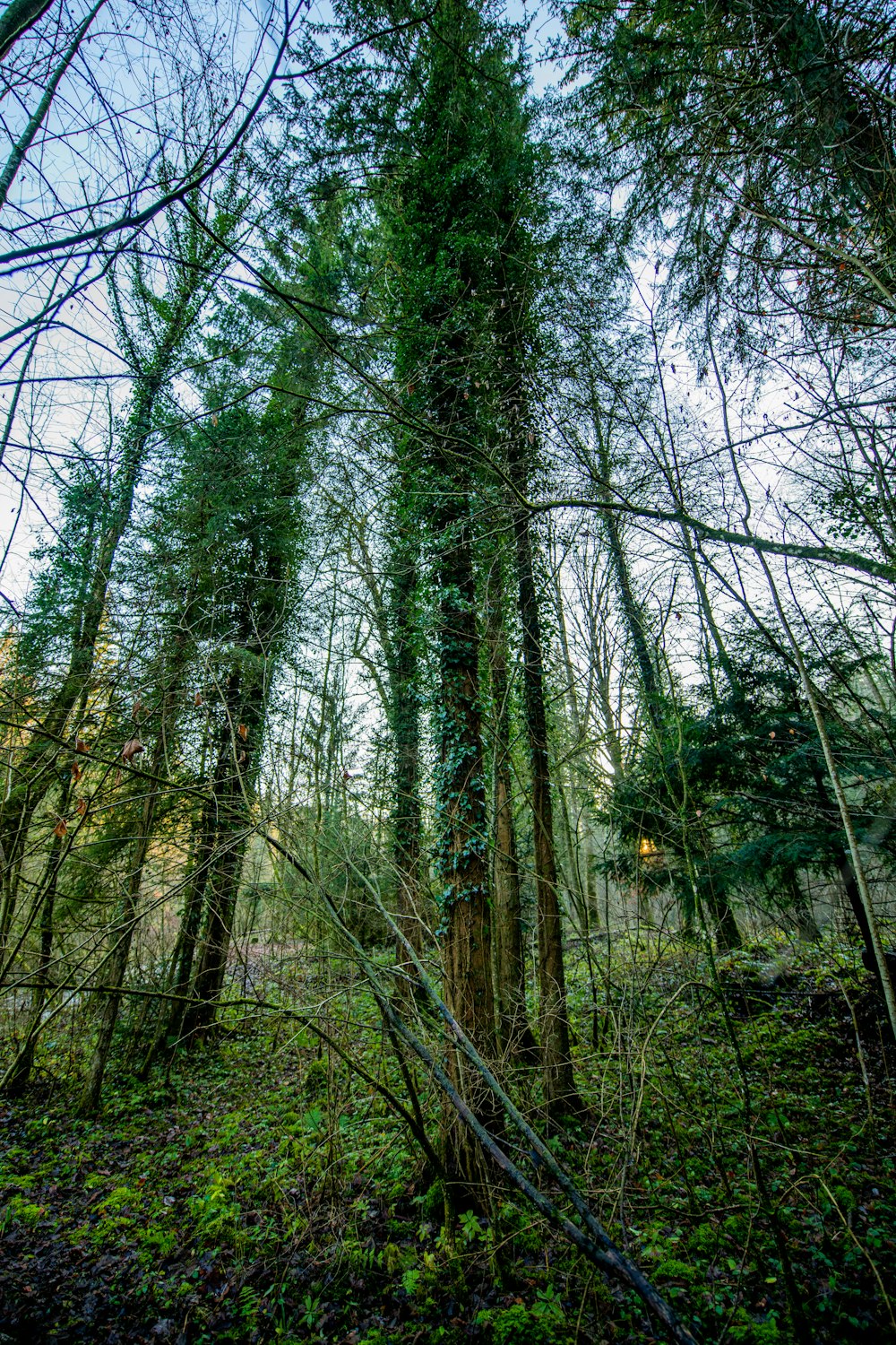 green-leafed trees