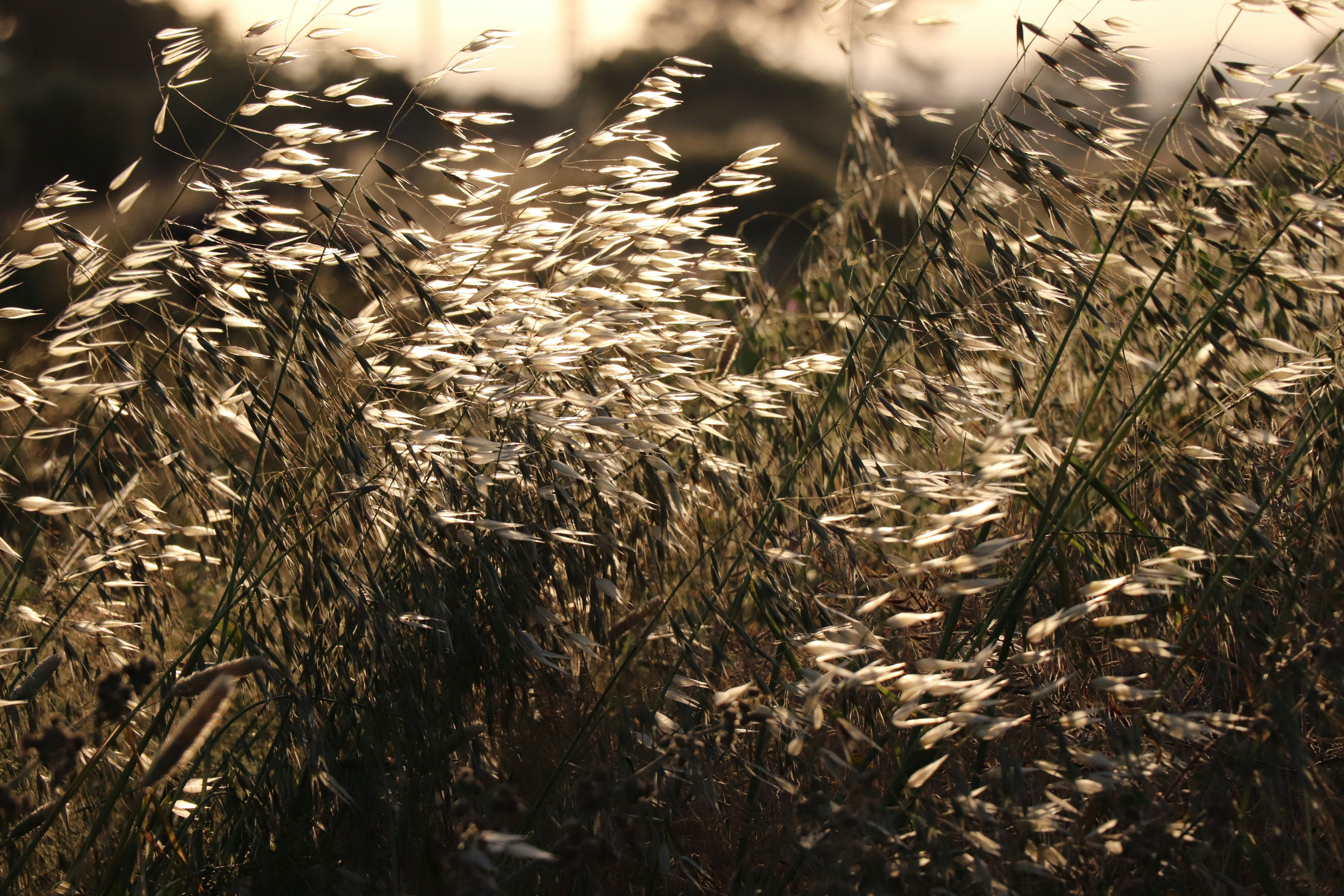 Night · Dry grass at golden hour