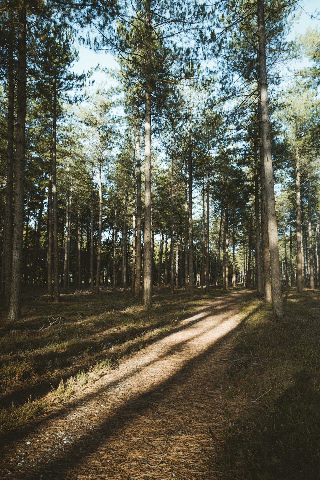 green-leafed trees under a calm blue sky