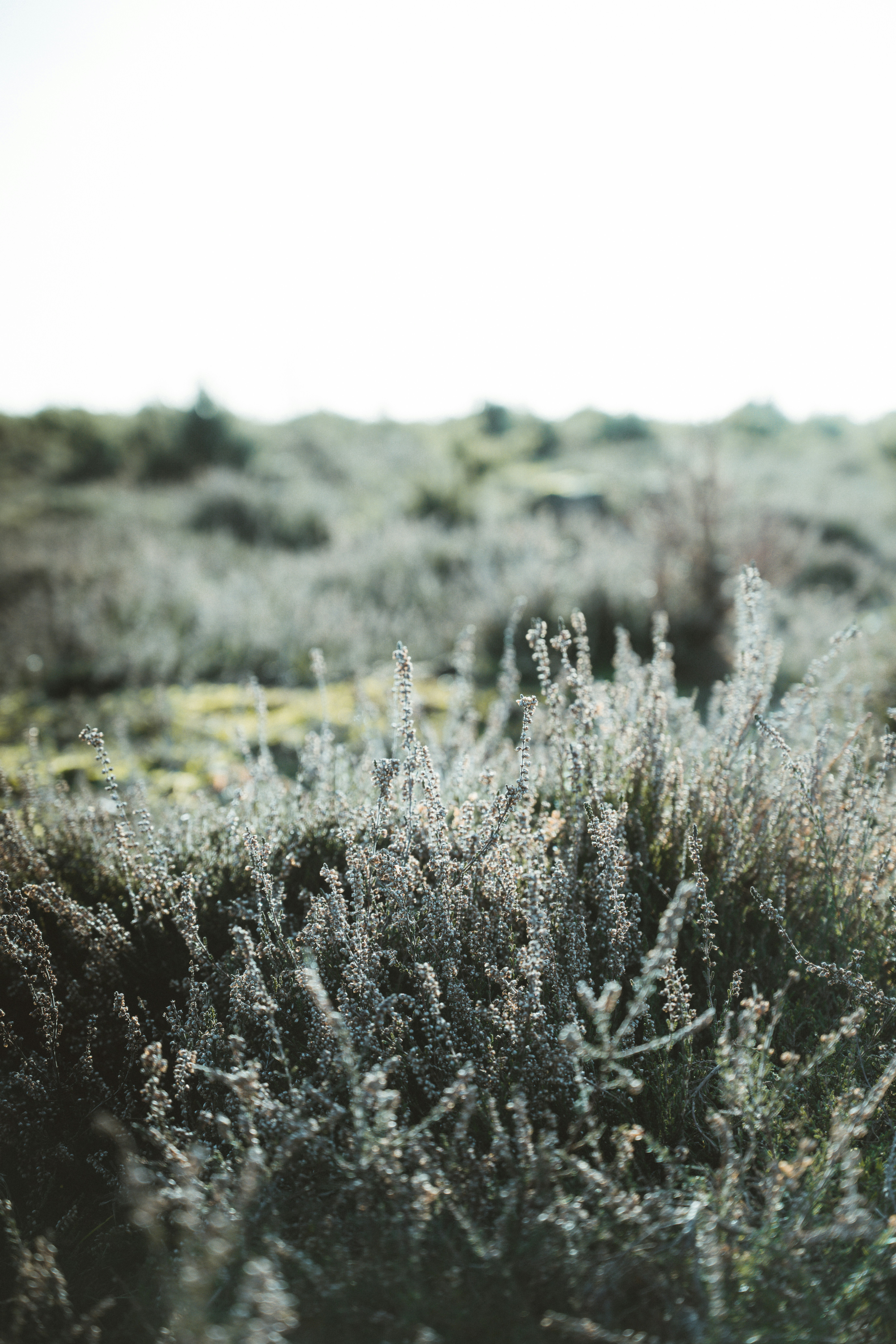 Photo by anniespratt