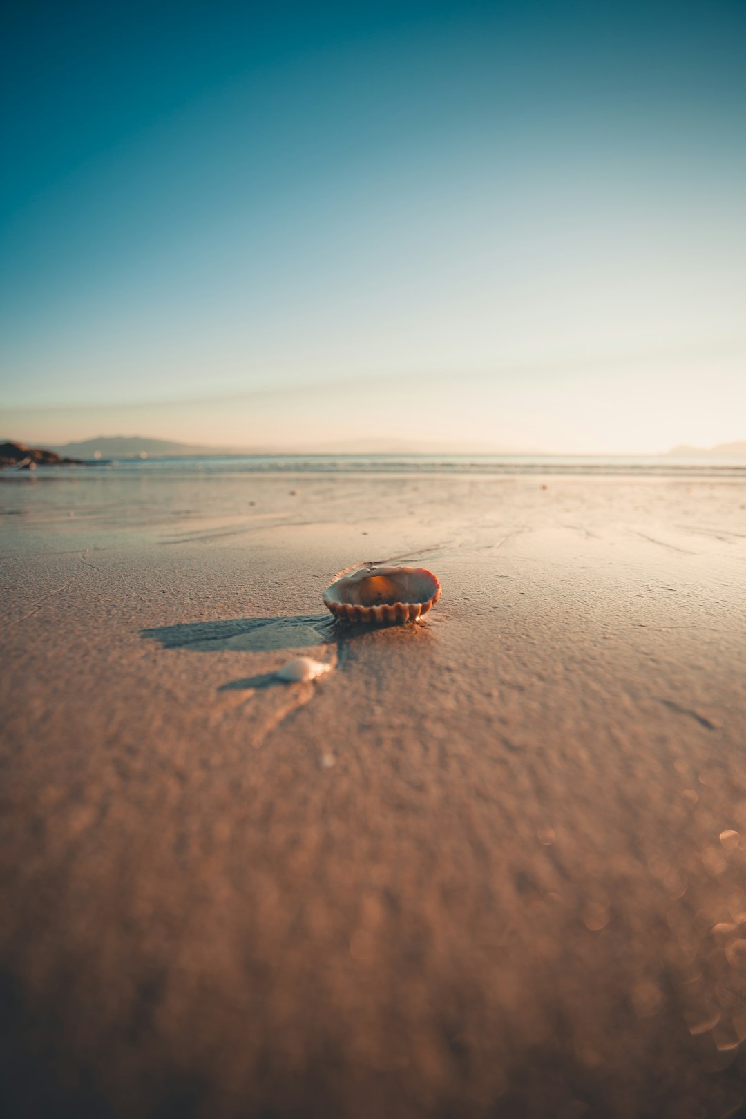 shell on shore