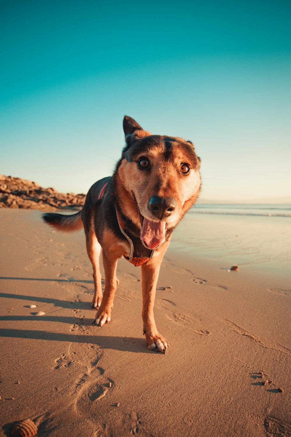 short-coated tan and black dog on seashore