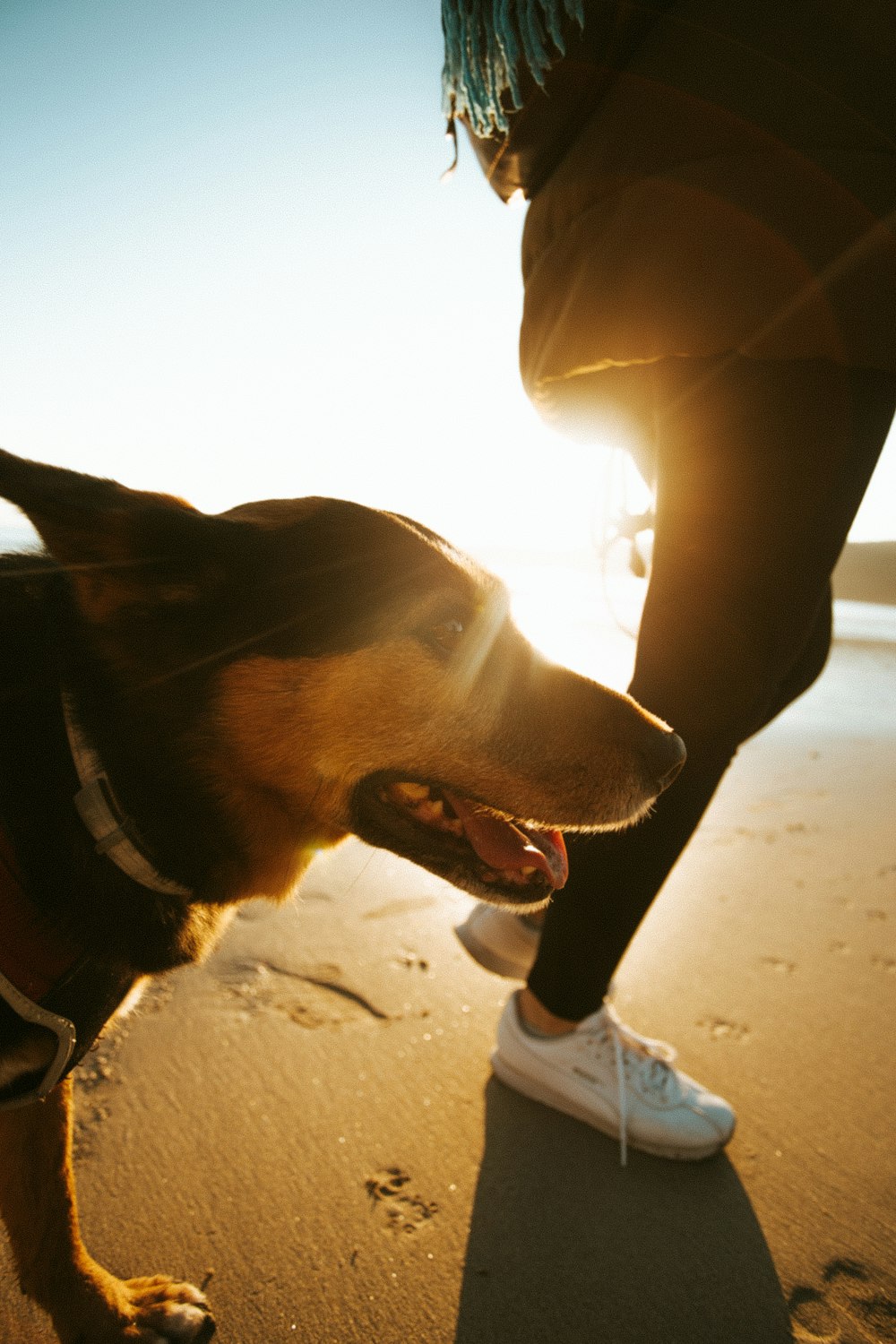 brown dog walking on shore