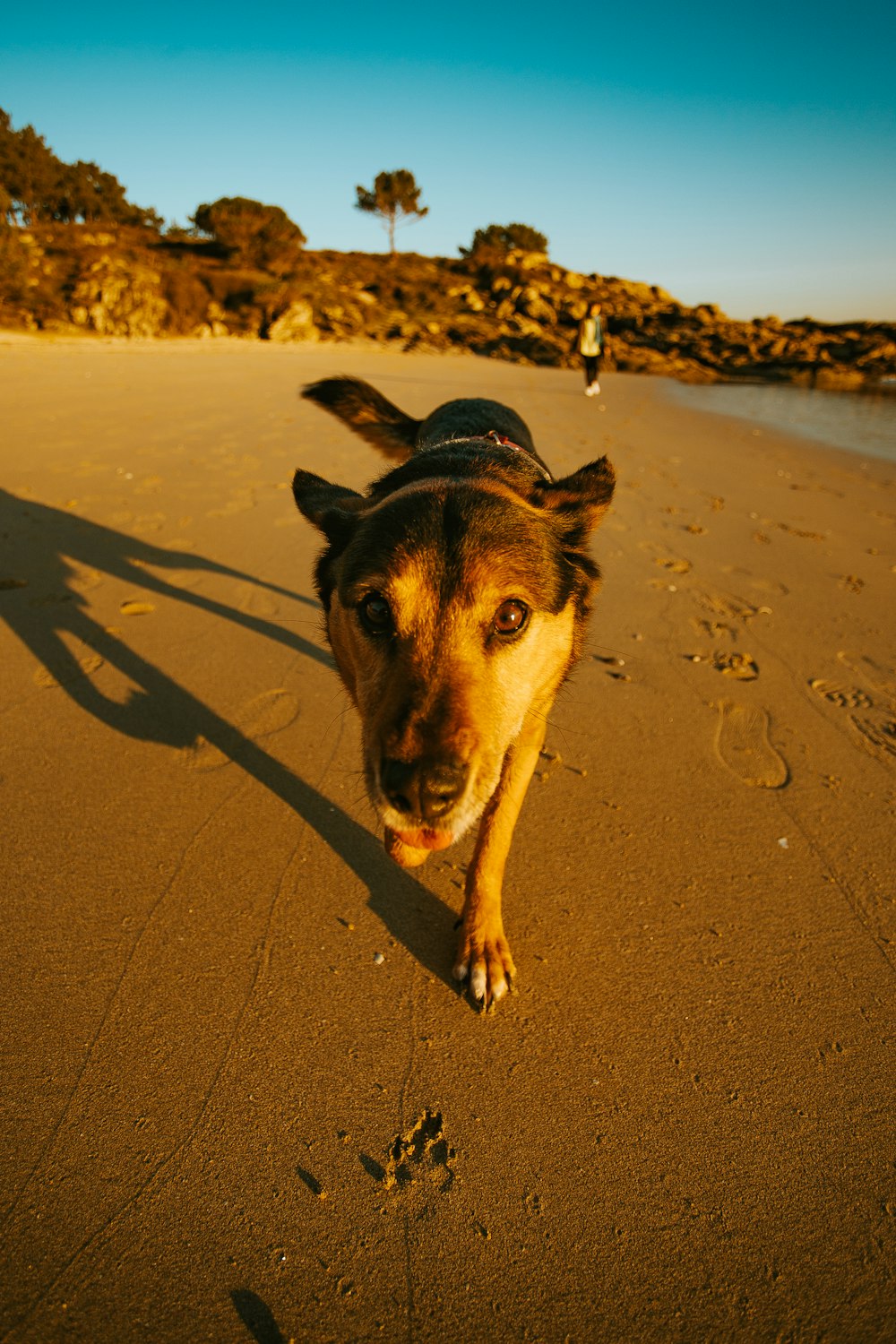 dog on shore