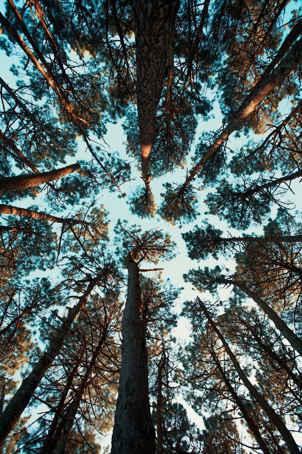 low angle photo ot green trees