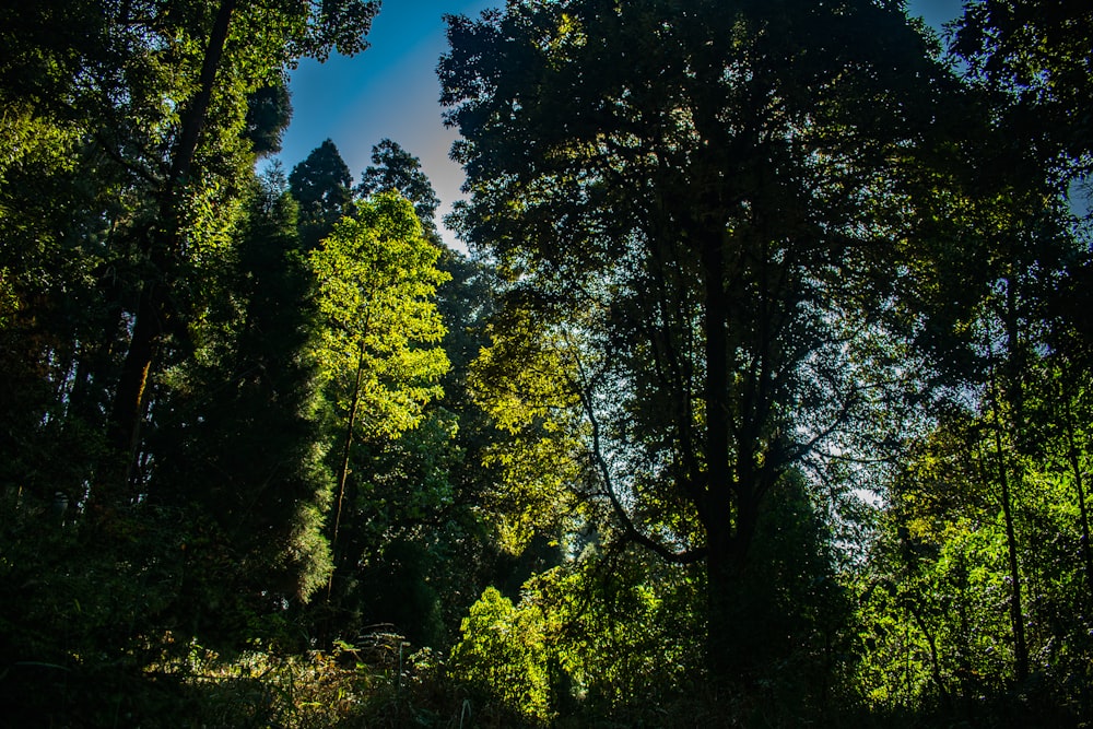 Árboles verdes durante el día