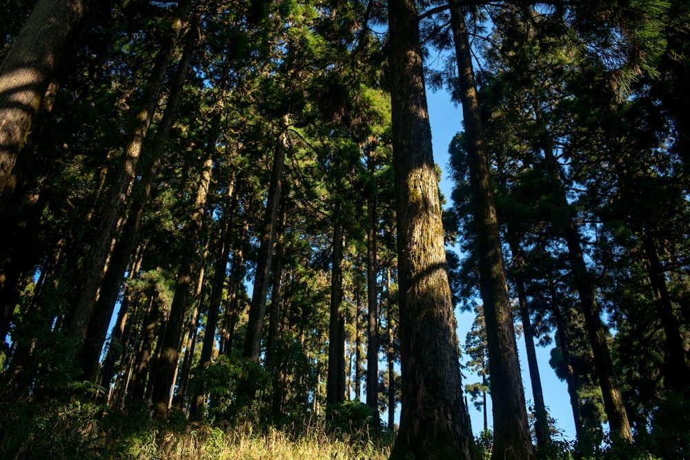 Fotografia di alberi della foresta