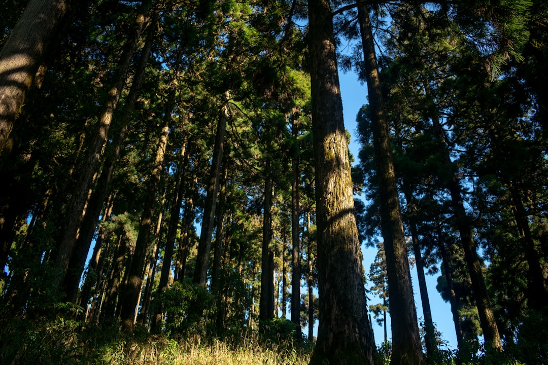 Forest photo spot Kurseong Siliguri