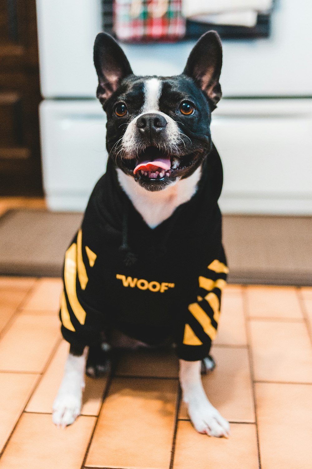 lack and white dog with black and yellow woof shirt on floor