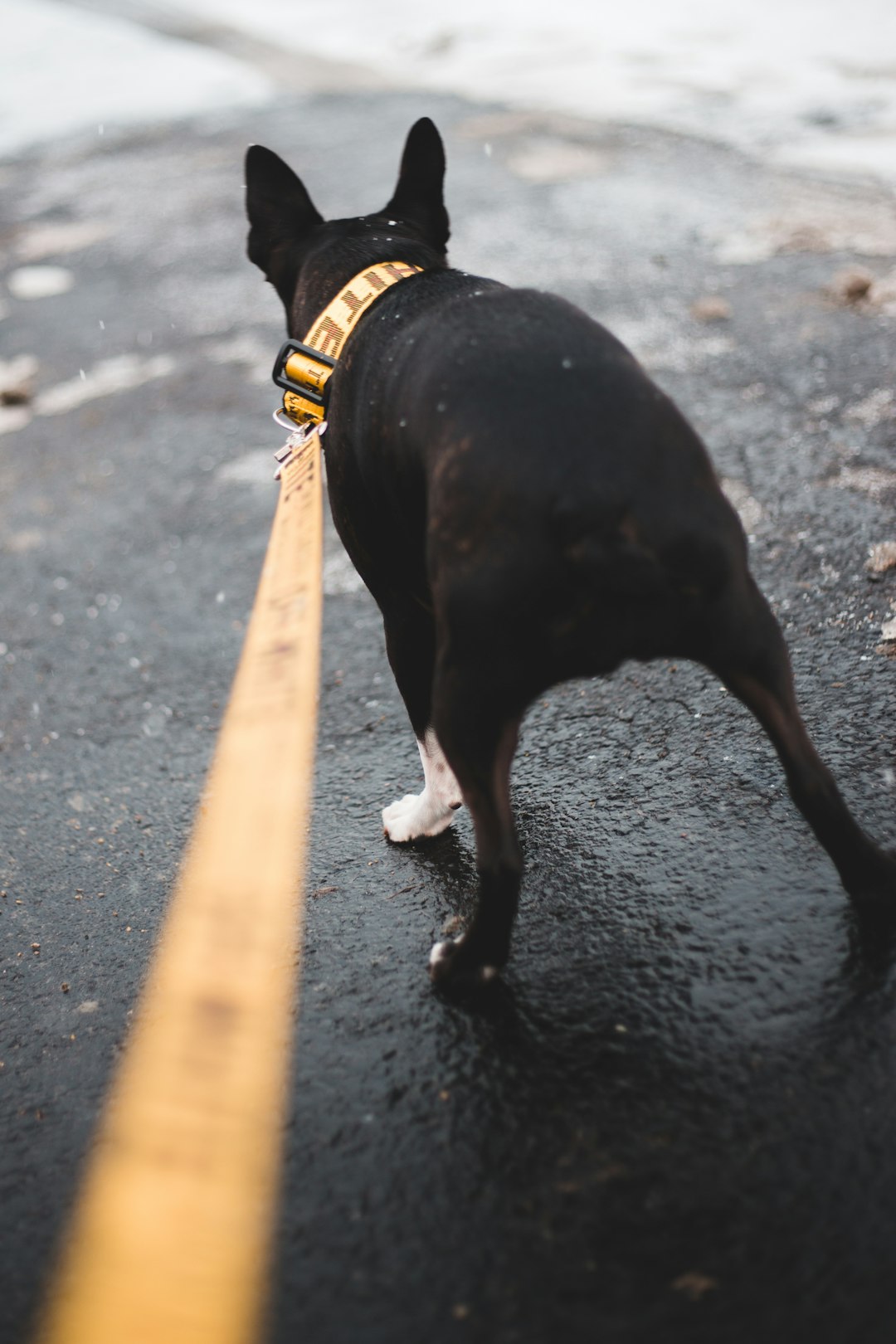 leashed dog standing on road