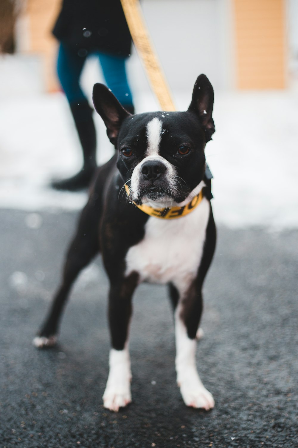 black and white short-coated dog with leash