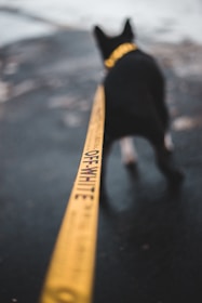 A black dog is wearing a yellow leash with the brand name Off-White written on it. The background is blurred, and the focus is on the leash leading to the dog.