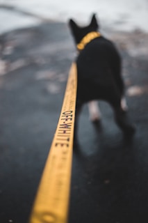 A black dog is wearing a yellow leash with the brand name Off-White written on it. The background is blurred, and the focus is on the leash leading to the dog.