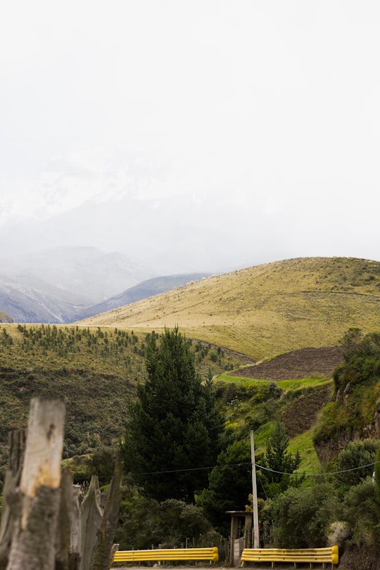 green pine trees near mountain during daytime in Chimborazo Ecuador