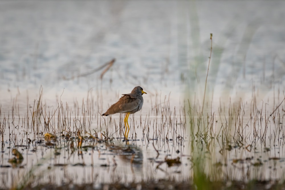 shallow focus photography of gray bird