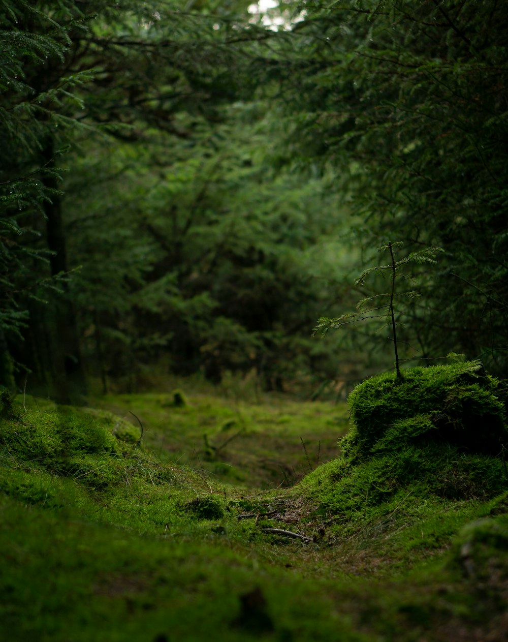 green trees during daytime