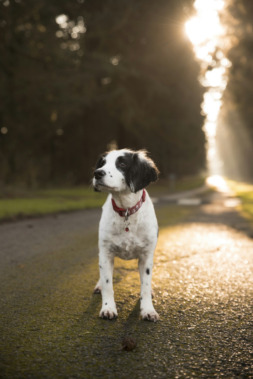 short-coated white and black dog on road