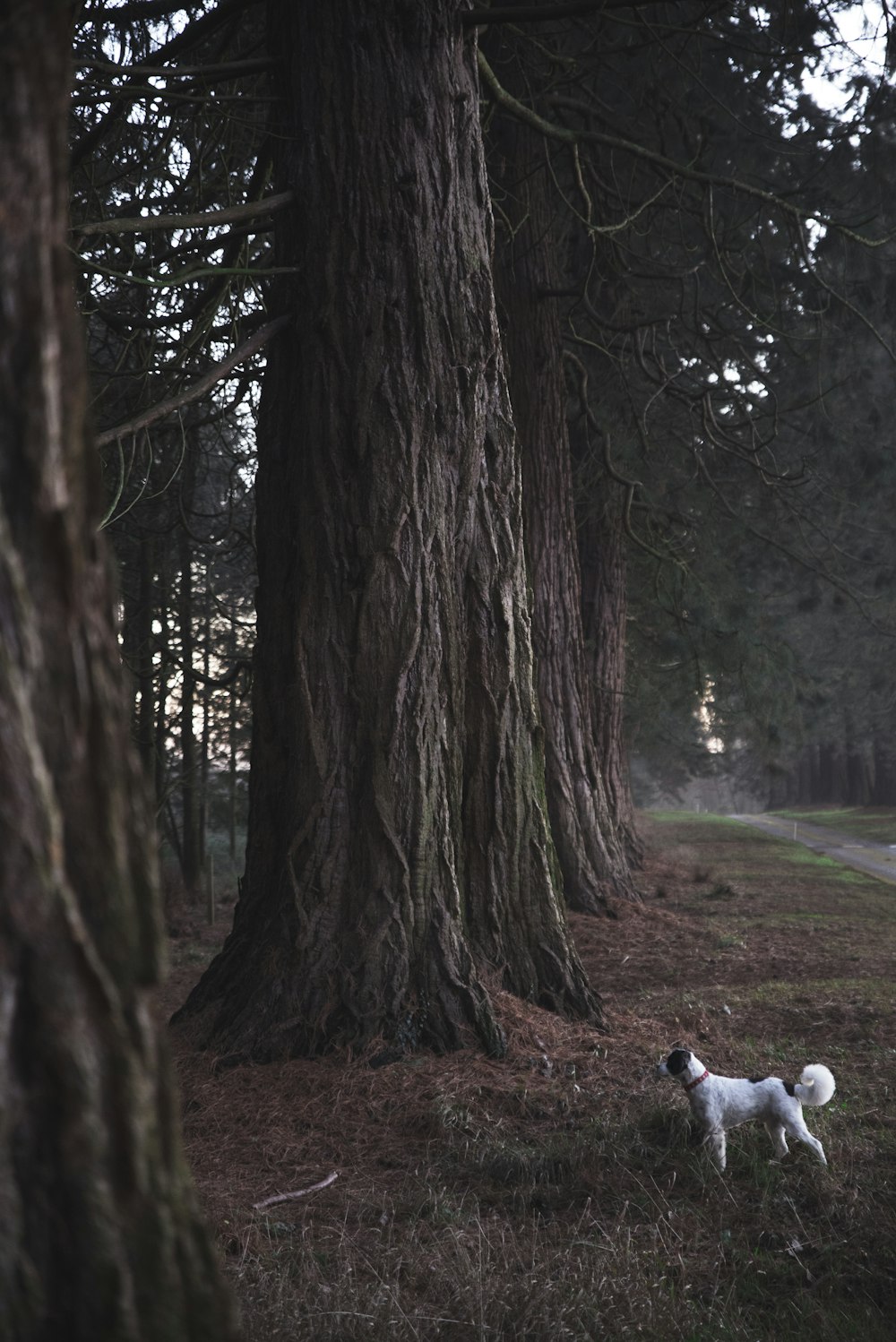 short-coated white and black dog near tall trees