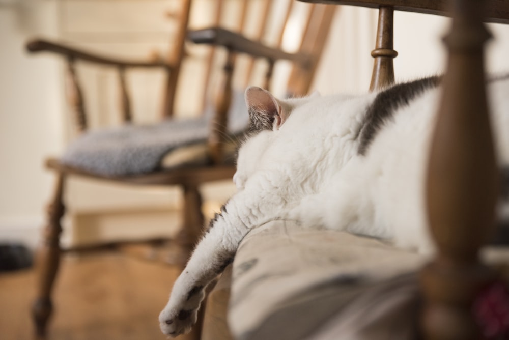 macro photography of short-fur white and black cat sleeping