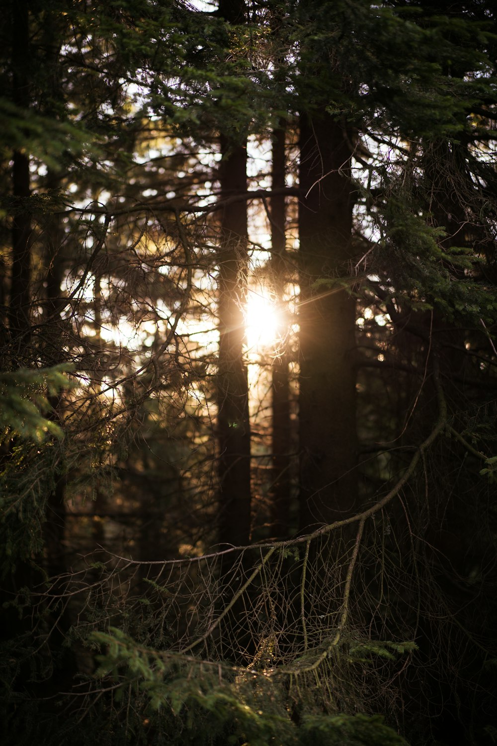 Rayos de sol que atraviesan los árboles verdes