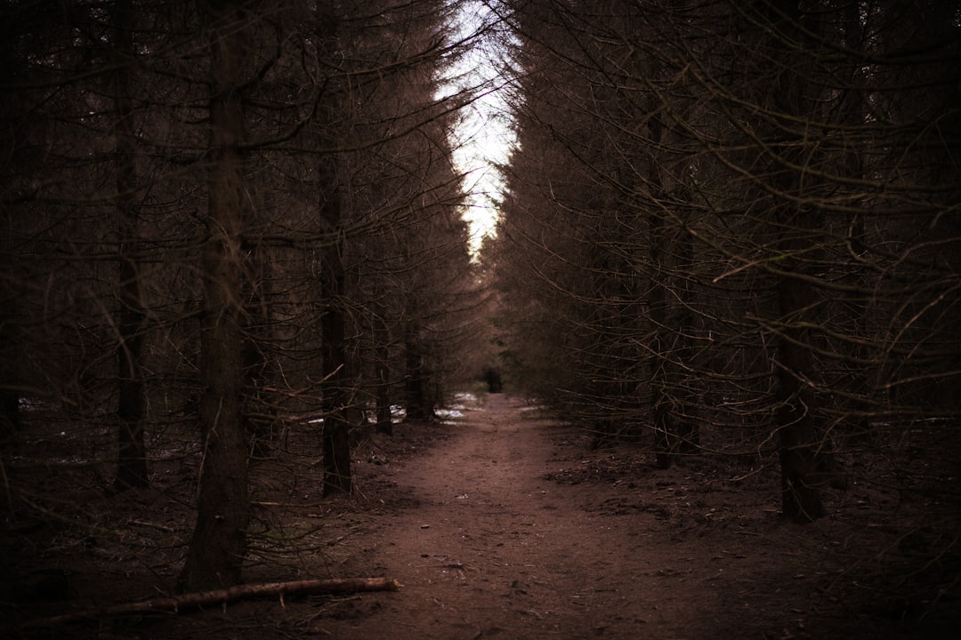 Forest photo spot Nationalpark Harz Thale