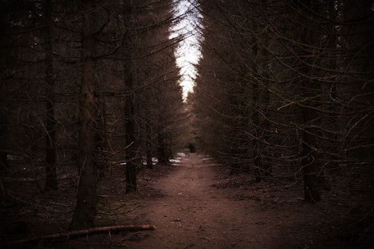 brown pathway between brown trees in Nationalpark Harz Germany