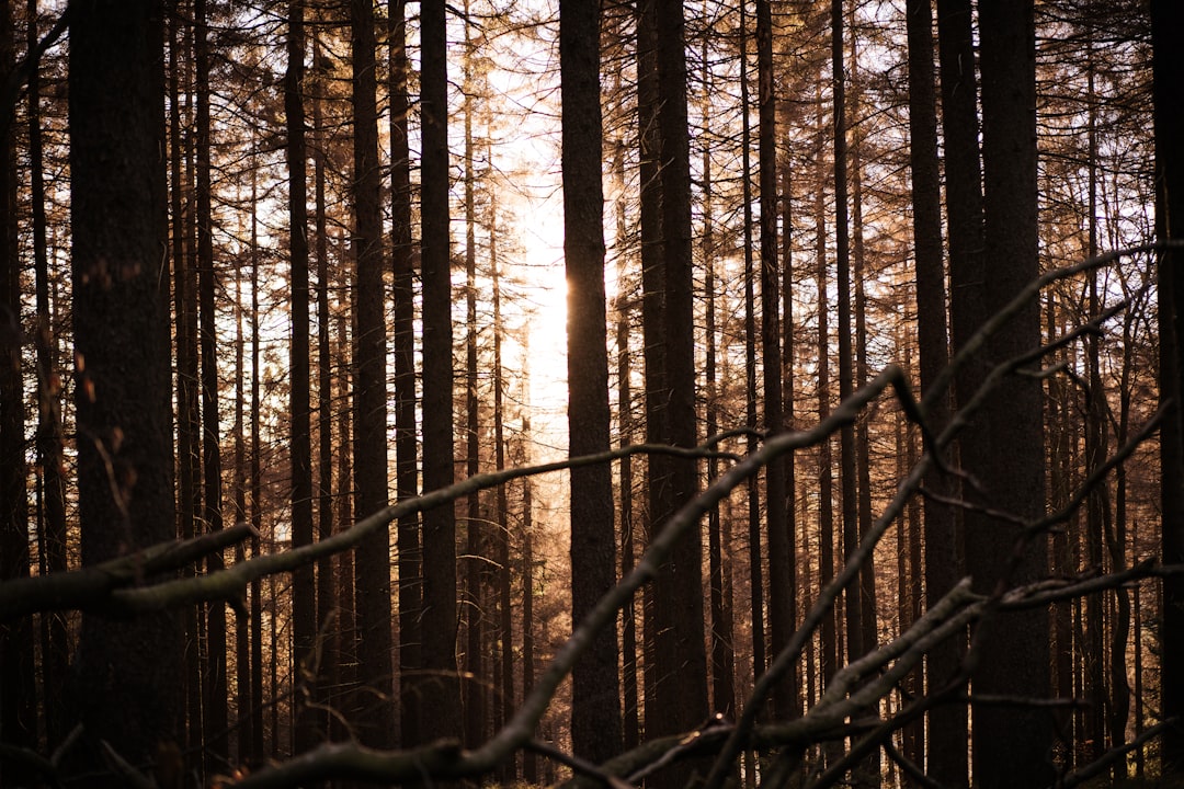 Forest photo spot Nationalpark Harz Wernigerode