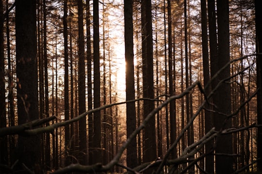 sun rays coming through tall trees in Nationalpark Harz Germany