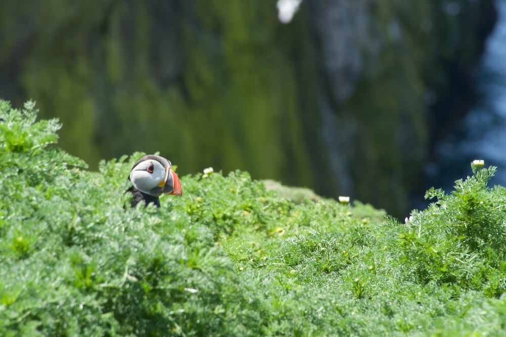 macro photography of puffin bird on green grasses