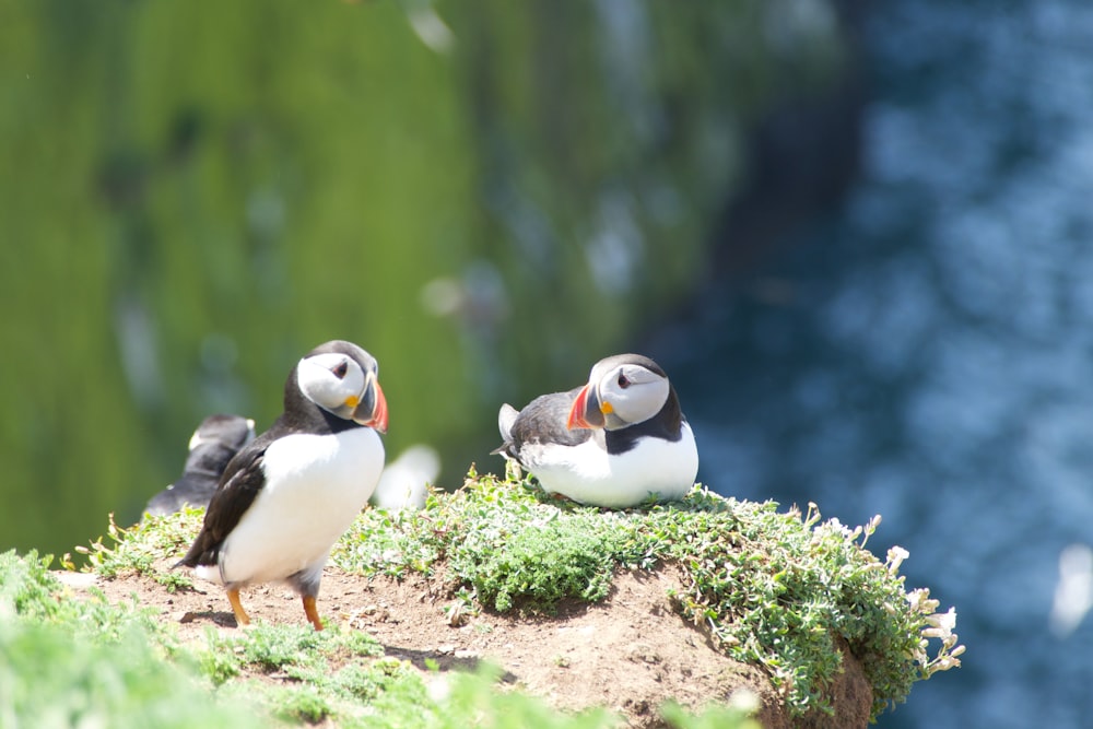 two puffin penguins photograph