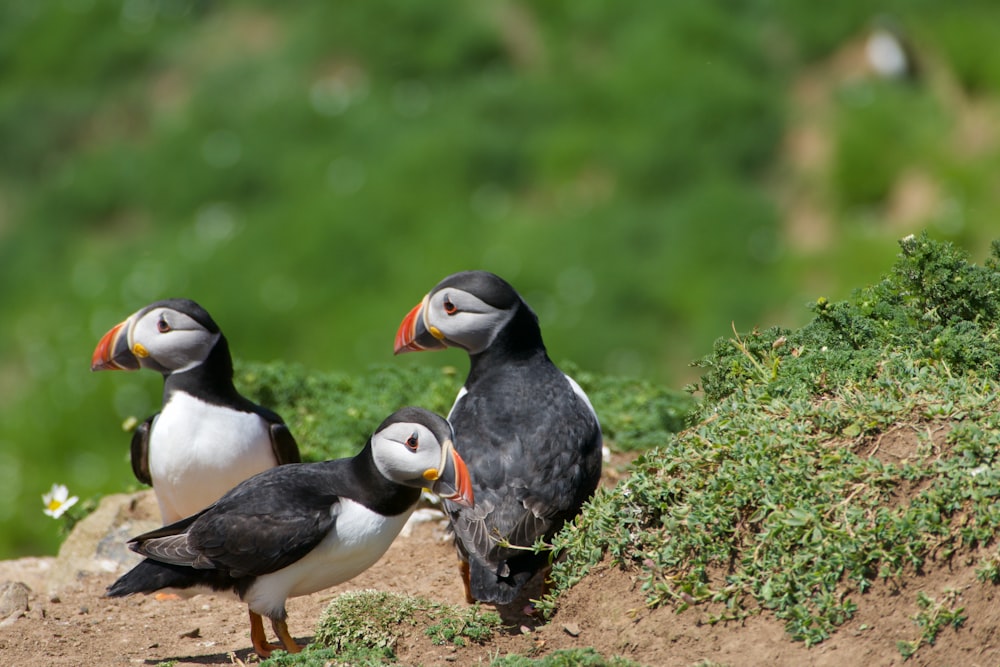 three puffin penguins photograph