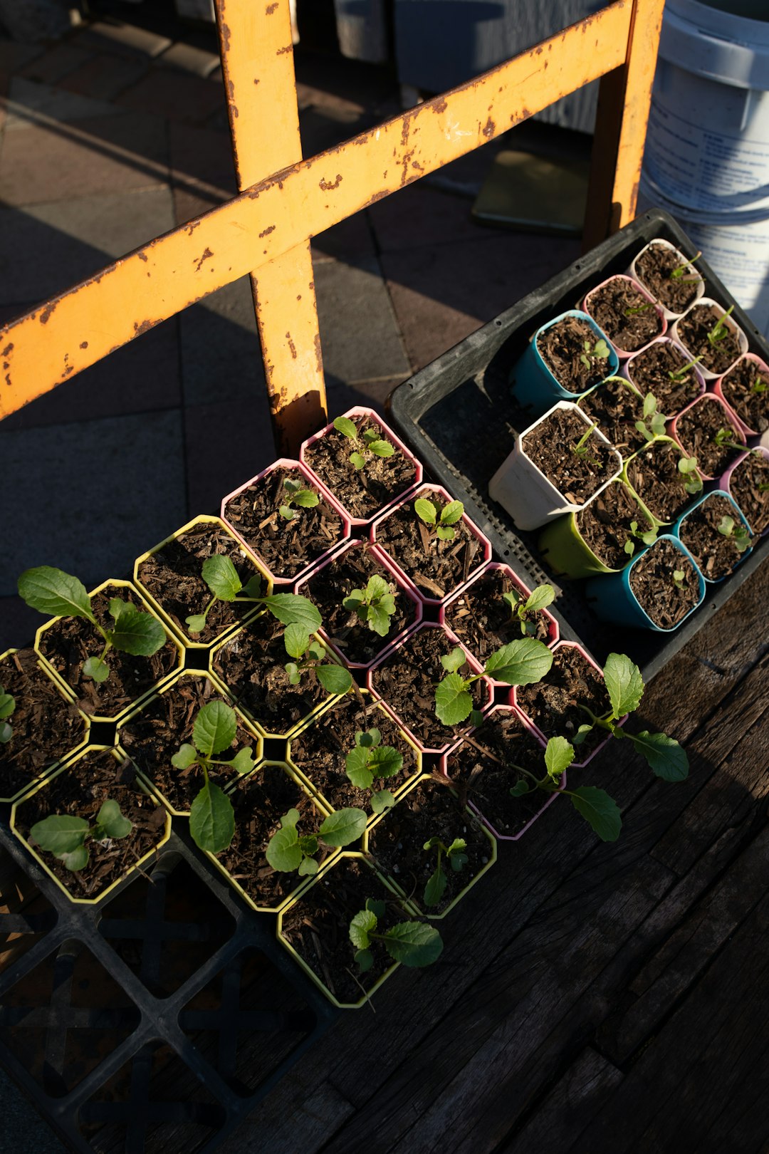 green leaf plants in pots