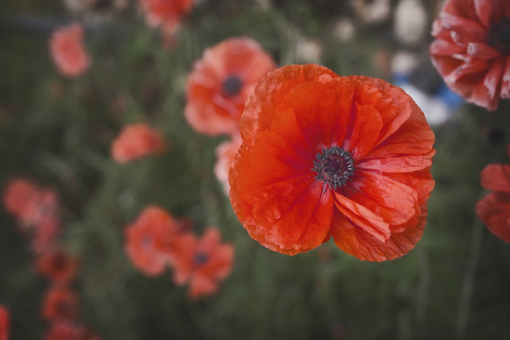 macro photography of red poppy flowers