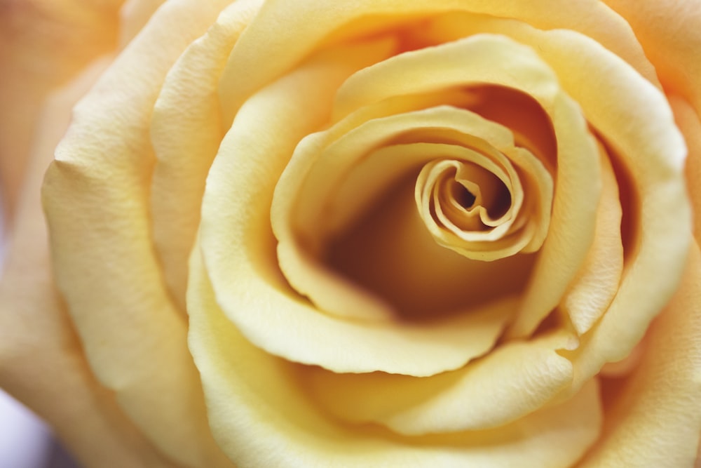 yellow rose flower