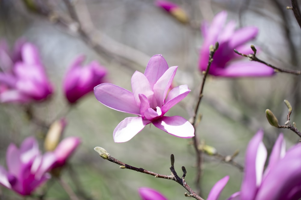 shallow focus photography of purple flowers