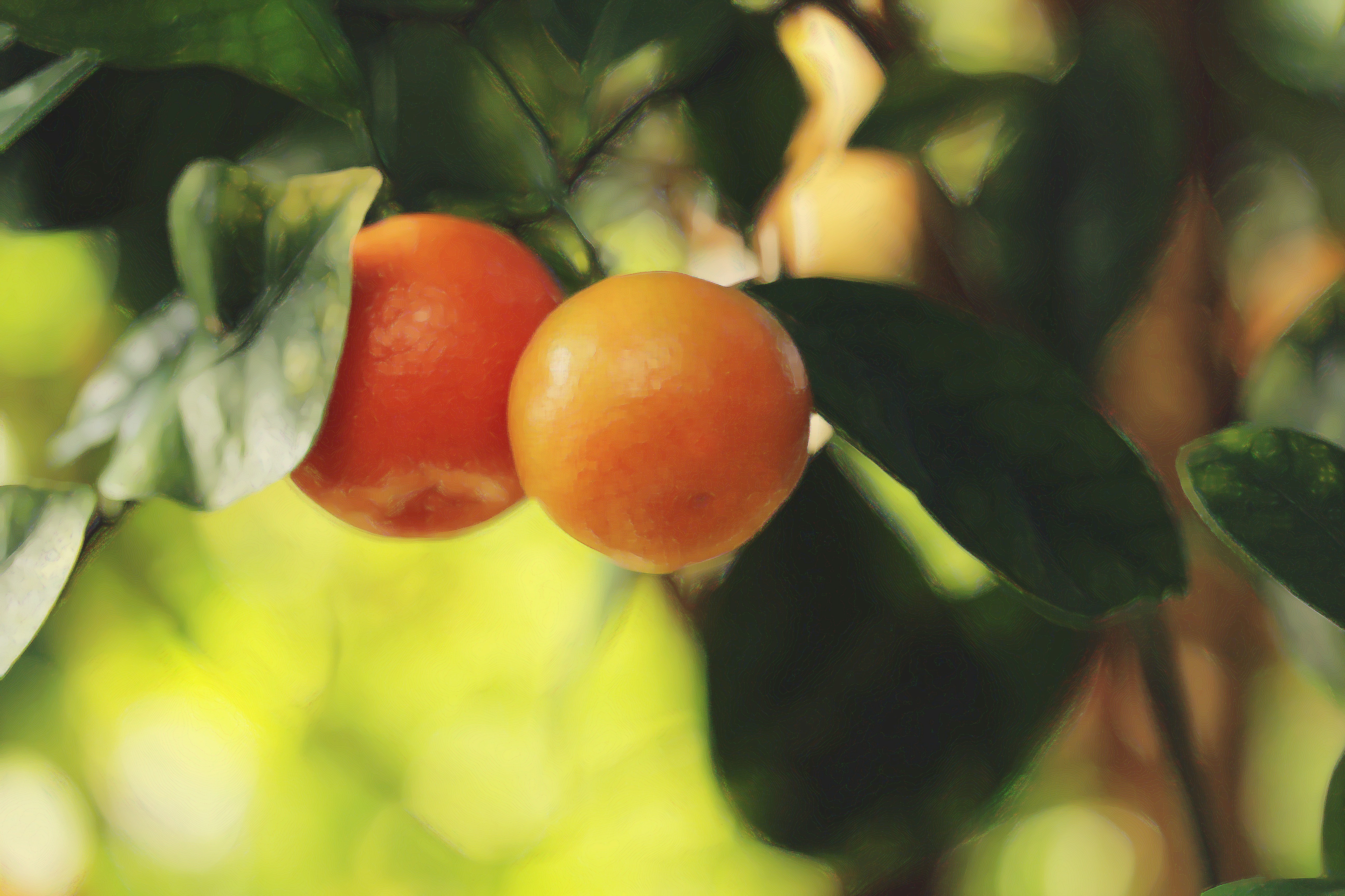 Photo by mapleseeds3