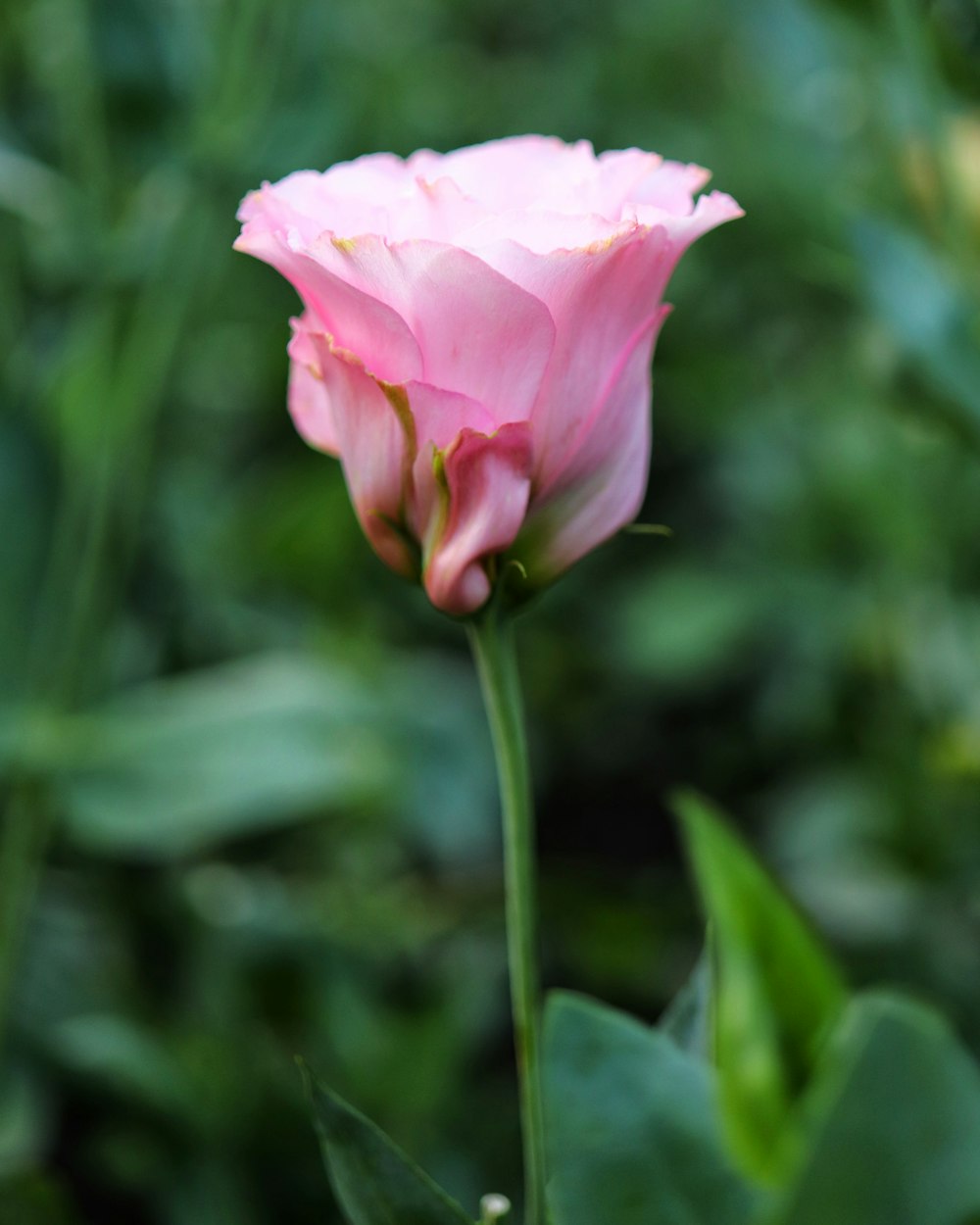 shallow focus photography of pink flower