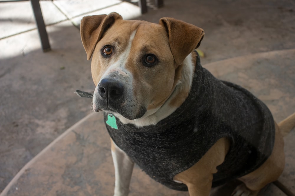 macro photography of short-coated brown and white dog