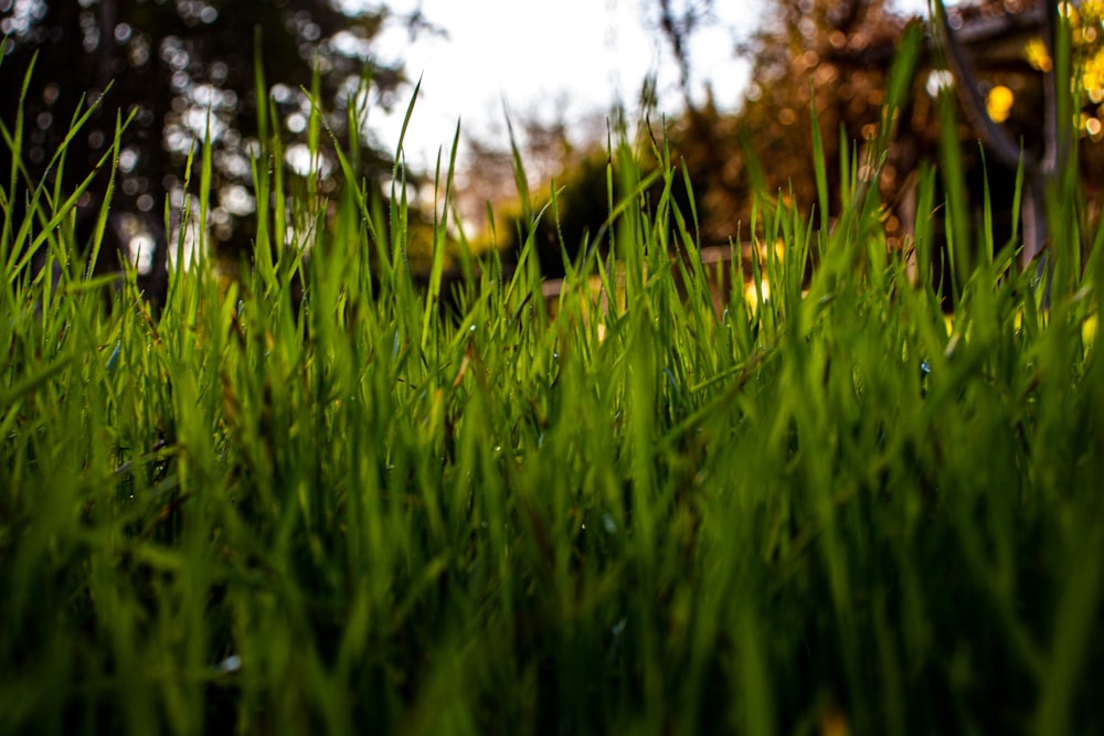 macro photography of green grasses
