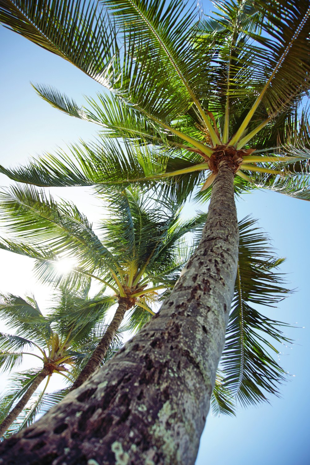 白と青の空の下での緑のココナッツの木のローアングル写真