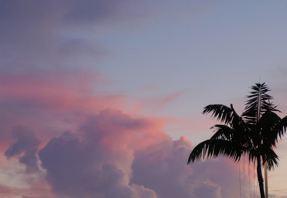 tree under white clouds during daytime